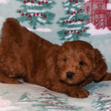 Labradoodle Puppy Trevor