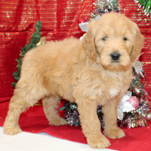 Goldendoodle Puppy Roxie
