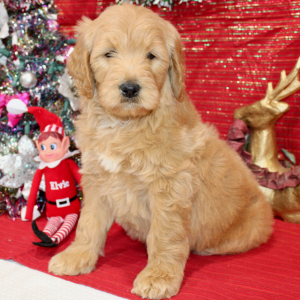 Goldendoodle Puppy Roxie