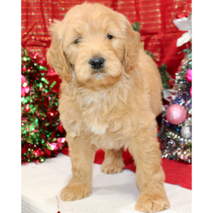 Goldendoodle Puppy Roxie