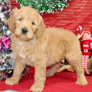 Goldendoodle Puppy Roxie