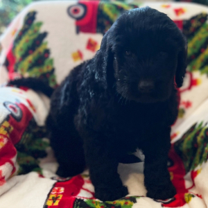 Labradoodle Puppy Claudia