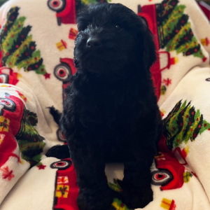 Labradoodle Puppy Claudia