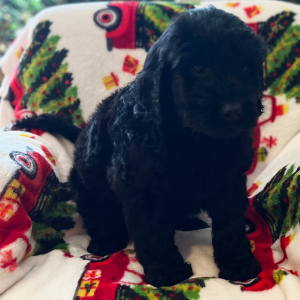 Labradoodle Puppy Claudia