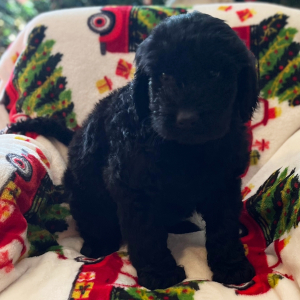 Labradoodle Puppy Claudia