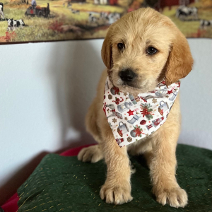 Labradoodle Puppy Chloe