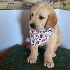 Labradoodle Puppy Chloe