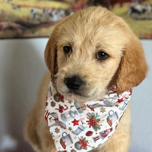 Labradoodle Puppy Chloe