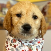 Labradoodle Puppy Chloe