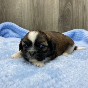 Shih Tzu Puppy Loki