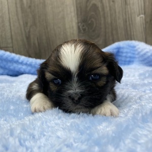 Shih Tzu Puppy Loki