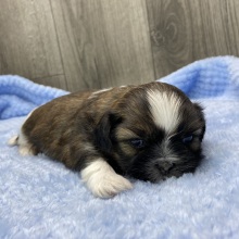 Shih Tzu Puppy Loki