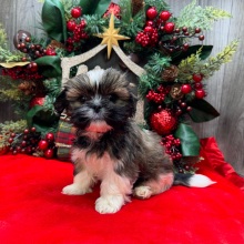 Shih Tzu Puppy Loki