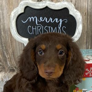 Dachshund Puppy Carlos