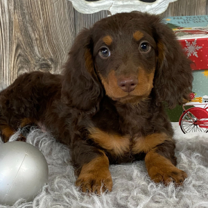 Dachshund Puppy Carlos