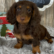 Dachshund Puppy Carlos