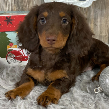 Dachshund Puppy Carlos