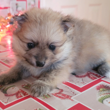 Pomeranian Puppy Chuckie