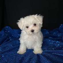 Maltese Puppy Princeton