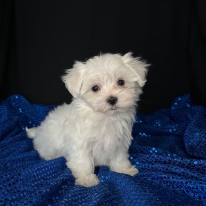 Maltese Puppy Princeton