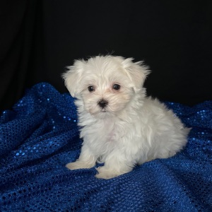 Maltese Puppy Princeton
