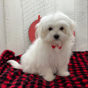 Maltese Puppy Princeton