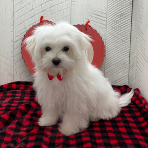 Maltese Puppy Princeton