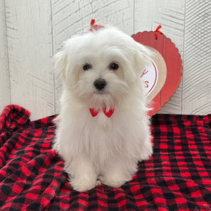 Maltese Puppy Princeton