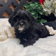 Cavapoo Puppy Brooklyn