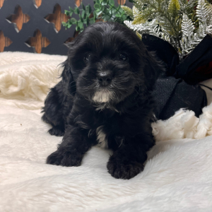 Cavapoo Puppy Brooklyn