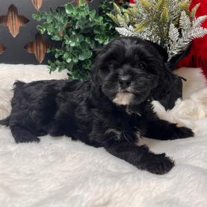 Cavapoo Puppy Brooklyn