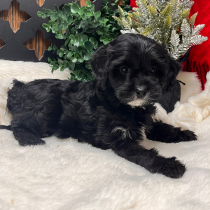 Cavapoo Puppy Brooklyn