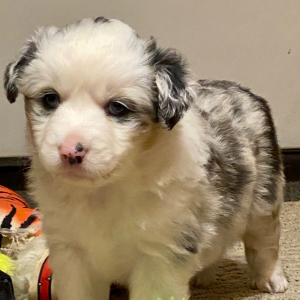 Australian Shepherd Puppy Aurora