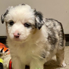 Australian Shepherd Puppy Aurora