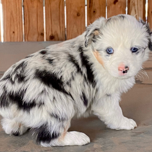 Australian Shepherd Puppy Aurora