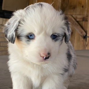 Australian Shepherd Puppy Aurora