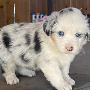 Australian Shepherd Puppy Aurora