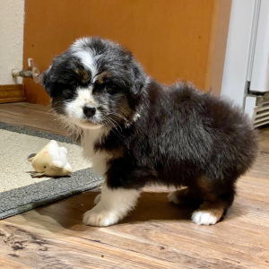 Australian Shepherd Puppy Wocky