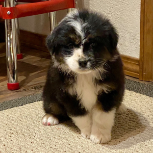 Australian Shepherd Puppy Wocky