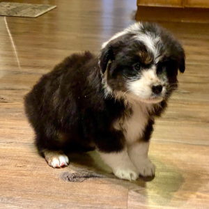 Australian Shepherd Puppy Wocky