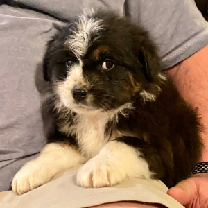 Australian Shepherd Puppy Wocky