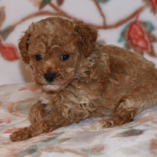 Poodle Puppy Master