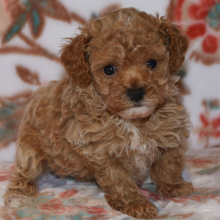 Poodle Puppy Master