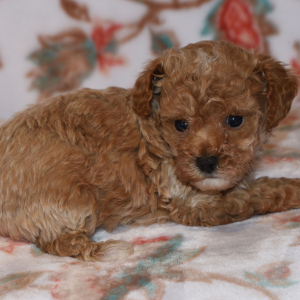 Poodle Puppy Master