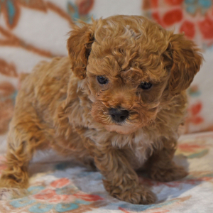 Poodle Puppy Master