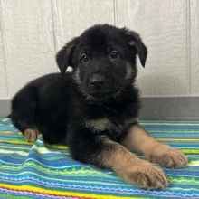 German Shepherd Dog Puppy Nate