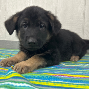 German Shepherd Dog Puppy Nate