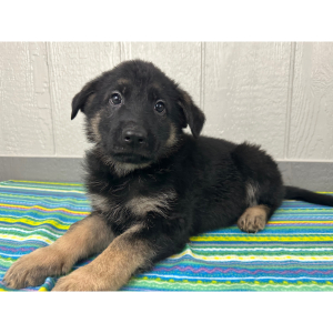 German Shepherd Dog Puppy Nate