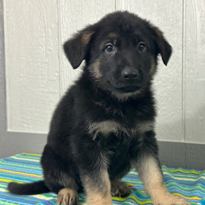 German Shepherd Dog Puppy Nate