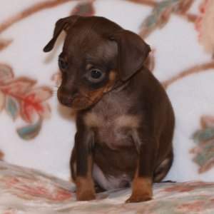 Miniature Pinscher Puppy Tanner